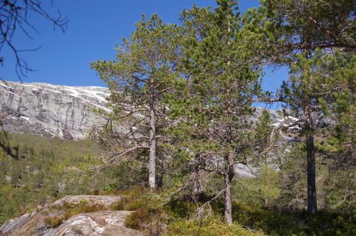 Am Fossestien (Pfad der Wasserfälle) auf dem Weg zum Gaularfjell
