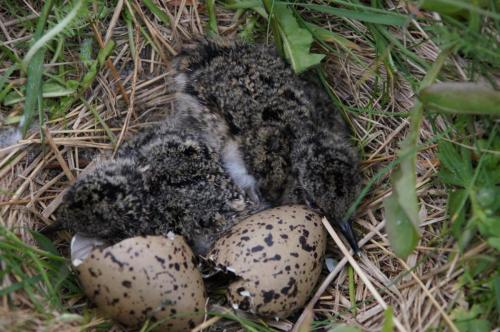 Nest eines Austernfischer-Pärchens