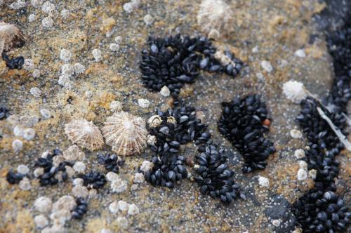 Biosphäre auf den Schärenfelsen